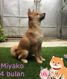 Calon indukan Import Shiba Inu