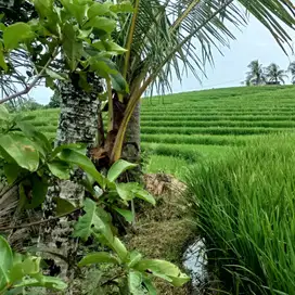 jual tanah cepat tanah murah dekat pantai di tabanan bali