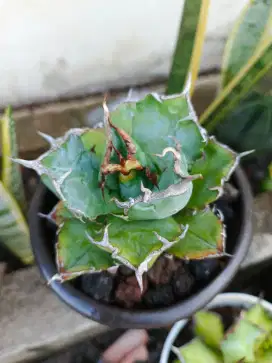 Agave Koleksi Jos