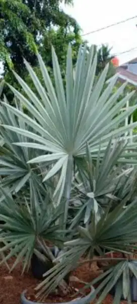 Pohon palem Bismarkia 1, meter