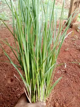 AKAR WANGI VERTIVER