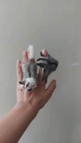 Sugar glider mozaic jantan