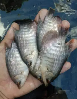 Bibit ikan gurame soang UK 2 jari