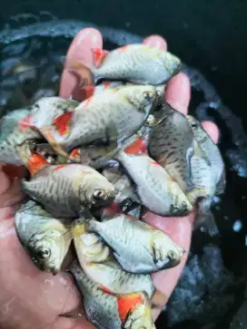 Bibit ikan bawal kualitas unggul