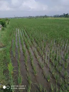 sawah/lahan dgn luas 1500