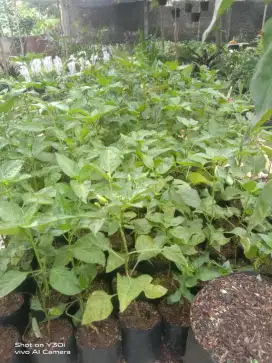 Jual pohon cabay dan tomat ready setok