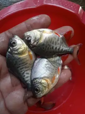 Jual bibit ikan bawal berbagai ukuran