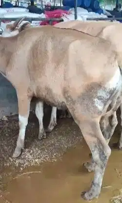 5 ekor sapi kupang 170kiloan siap penggemukan qurban 2025 jamin manteb