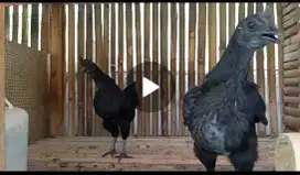 Dijual per ekor ayam cemani lidah hitam asli usia 1.3 bln,  ada 4 ekor