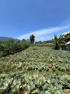 Tanah Murah View Gunung 1277MDPL Sekitar Istana Cipanas Akses Mudah