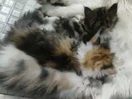 Kucing persia bulu kapas himalaya