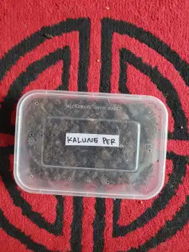 CACING GELANG/KALUNG UNTUK OBAT TIPES PANAS DINGIN DLL