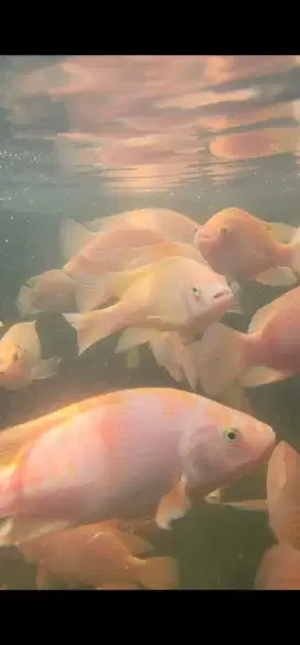 Ikan nila merah bangkok bioflok