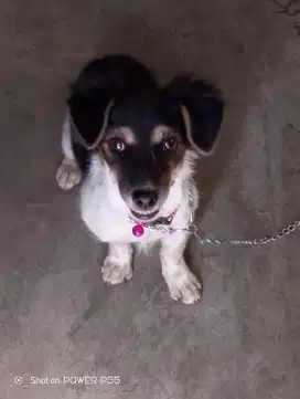 Open Adopsi doggy 9 bln