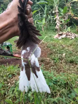 Tekukur guk 0 blorok alam