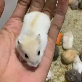 Barangkali ada yang jual hamster di cari untuk mempelihara hamster