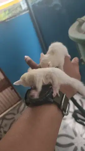 Open adop sugar glider leucistic 1,5 bulan ada  3 ekor