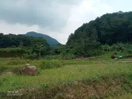 For Sale Lahan Nempel sungai dan pinus perhutani
