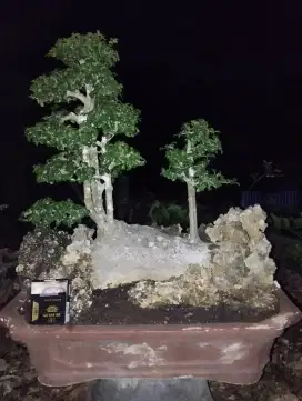 Bonsai serut raff