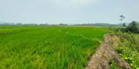 Dijual cepat sawah produktif tanpa perantara