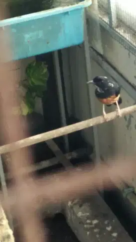 Murai batu medan betina blorok siap ternak sehat ekor mantap