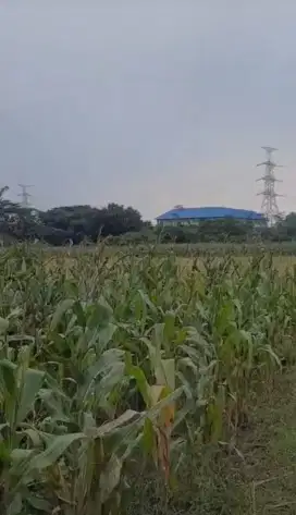 Dijual Tanah Sawah Aktiv