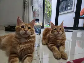 Mainecoon kitten