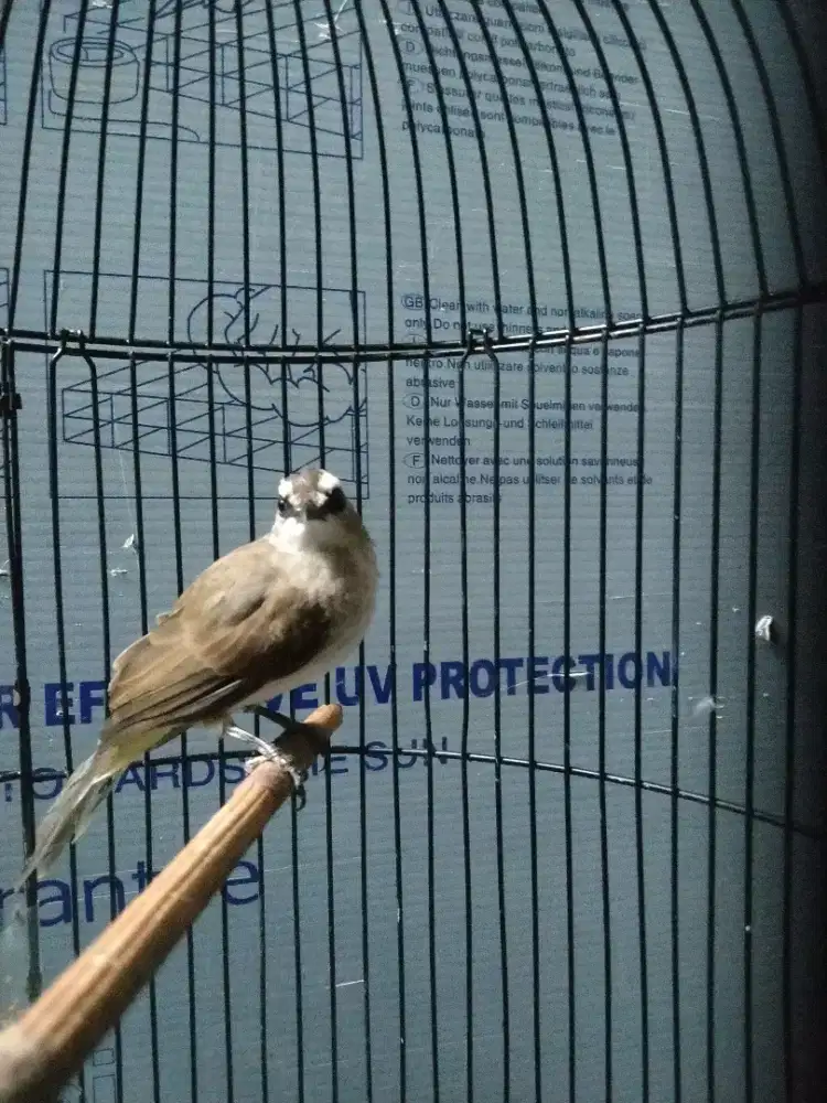 Ucuk body lmyan big long