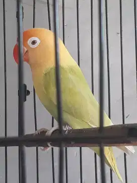 Burung lovebird pf