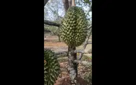 Kebun Durian Bawor Tinggal Panen