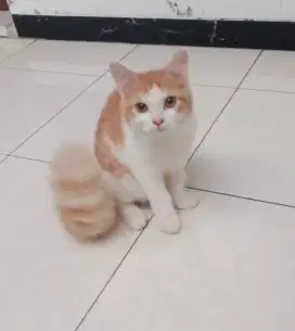 Kucing Persia Jantan umur 3,5bln, Sehat Lucu penurut