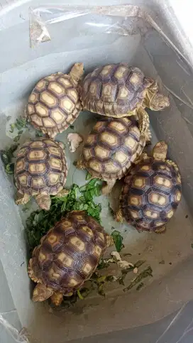 Sulcata 9-10 cm