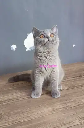 Kucing British Shorthair BSH Blue Solid Betina 5 Bulan Parent Ped