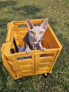 Kucing sphynx betina ICA