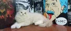 KUCING PERSIA 3 BULAN JANTAN