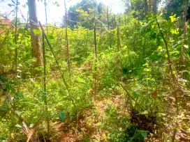 Jual Lahan Kebun Murah area Parken Bandasari Soreang