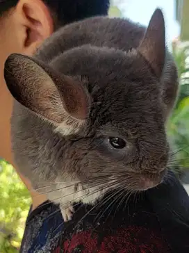 chinchilla hewan exotic bulu terhalus