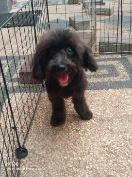 Jual Black Poodle  Murah