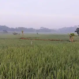 Dijual sawah di Jalan Raya Magelang-Semarang