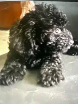 Jual anjing toy poodle