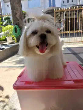 GROOMING + POTONG BULU ANJING KUCING