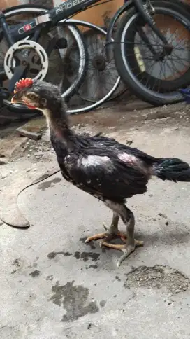 Anakan ayam pelung umur 2 bulan