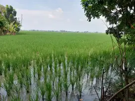 Dijual BU Tanah Sawah, 90rb/meter, SHM, Dekat Jalan Mobil & Permukiman