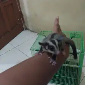 Sugar glider dan kandang fulset