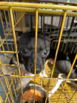 Cihuahua mini umur 10 bulan jantan sehat aktif makan lancar