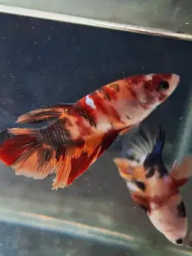 Ikan cupang female HM Multicolor & Red Koi