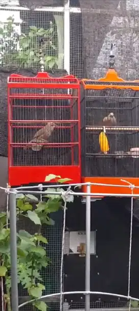 Sepasang burung cucakrowo gacor dan siap bertelor