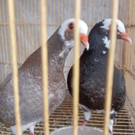 Burung merpati anakan