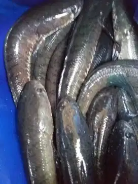 Jual ikan gabus fresh obat luka jahitan operasi