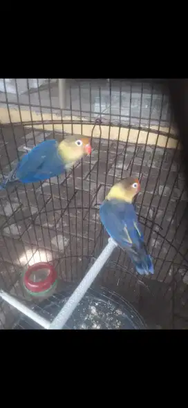 burung lovebird love bird lakbet